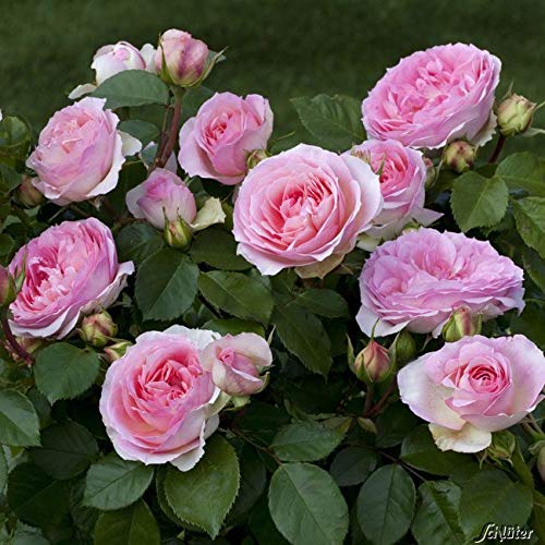 Rose 'Kurfürstin Sophie' - Beetrose rosafarbene Blüten - Rosa Rose Pflanze Winterhart Halbschattig gesundes Laub - von Garten Schlüter - Pflanzen in Top Qualität Rose 'Kurfürstin Sophie' - Beetrose rosafarbene Blüten - Rosa Rose Pflanze Winterhart Halbschattig gesundes Laub - von Garten Schlüter - Pflanzen in Top Qualität von Garten Schlüter