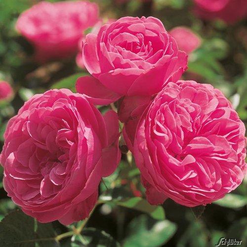 Rose 'Leonardo da Vinci®' - Beetrose rosa Blüten - Rosa Rose Pflanze Winterhart Halbschattig gesundes Laub - von Garten Schlüter - Pflanzen in Top Qualität von Garten Schlüter