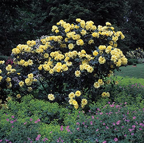 Rose Lichtkönigin Lucia Strauchrose mit Blüten-Farbe zitronengelb - Winterharte Blume mit starkem Duft - Blütezeit von Juni bis September von Garten Schlüter - Pflanzen in Top Qualität Rose Lichtkönigin Lucia Strauchrose mit Blüten-Farbe zitronengelb - Winterharte Blume mit starkem Duft - Blütezeit von Juni bis September von Garten Schlüter - Pflanzen in Top Qualität von Garten Schlüter