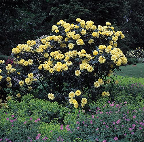 Rose Lichtkönigin Lucia Strauchrose mit Blüten-Farbe zitronengelb - Winterharte Blume mit starkem Duft - Blütezeit von Juni bis September von Garten Schlüter - Pflanzen in Top Qualität von Garten Schlüter