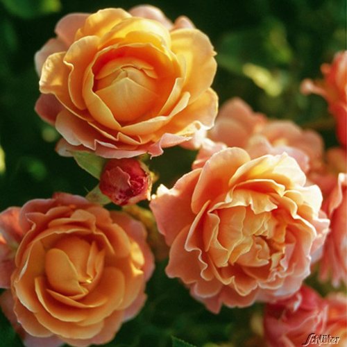 Rose 'Marie Curie®' - Beetrose orange Blüten - Apricot Rose Pflanze Winterhart Halbschattig gesundes Laub - von Garten Schlüter - Pflanzen in Top Qualität von Garten Schlüter