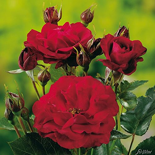 Rose 'Nina Weibull®' - Beetrose rote Blüten - Rote Rose Pflanze Winterhart Halbschattig gesundes Laub - von Garten Schlüter - Pflanzen in Top Qualität von Garten Schlüter
