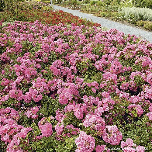 Rose Palmengarten Frankfurt- Bodendeckerrose tiefrosanen Blüten - Kleinstrauchrose Pflanze Winterhart Halbschattig von Garten Schlüter - Pflanzen in Top Qualität von Garten Schlüter