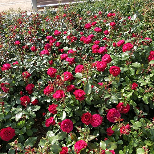 Rose 'Rouge Meilove®' - Beetrose rote Blüten - Rote Rose Pflanze Winterhart Halbschattig gesundes Laub - von Garten Schlüter - wurzelnackte Pflanzen in Top Qualität von Garten Schlüter