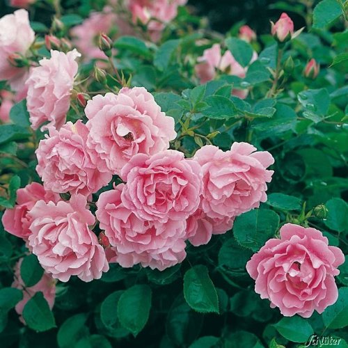 Rose Sommerwind- Bodendeckerrose reinrosanen Blüten - Kleinstrauchrose Pflanze Winterhart Halbschattig von Garten Schlüter - Pflanzen in Top Qualität von Garten Schlüter