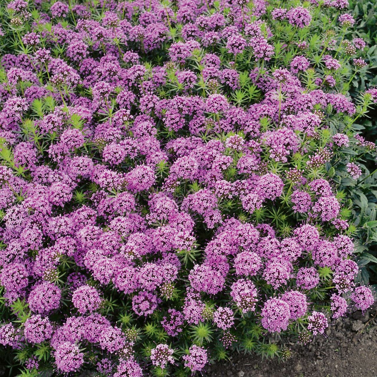 Rosenwaldmeister   - Scheinwaldmeister von Garten Schlüter