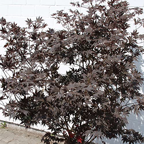 Rotblättriger Fächerahorn 'Bloodgood' - Acer palmatum - 40-60 cm von Garten Schlüter