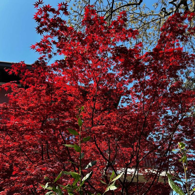 Rotblättriger Fächerahorn 'Bloodgood' C5 80-100 Liefergröße: 80 - 100 cm Rotblättriger Fächerahorn 'Bloodgood' C5 80-100 Liefergröße: 80 - 100 cm von Garten Schlüter