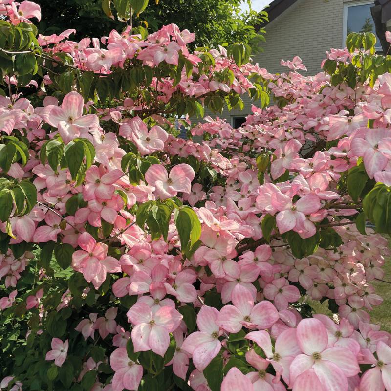 Rotblühender Blumenhartriegel 'Satomi' 3 Liter Container, 40-60 cm Liefergröße: 40 - 60 cm Rotblühender Blumenhartriegel 'Satomi' 3 Liter Container, 40-60 cm Liefergröße: 40 - 60 cm von Garten Schlüter