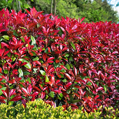 Rote Glanzmispel 'Devil's Dream®' Photinia fraseri immergrün Heckenpflanze leuchtend roter Austrieb (Im 5 Liter Topf 60-80 cm) von Garten Schlüter