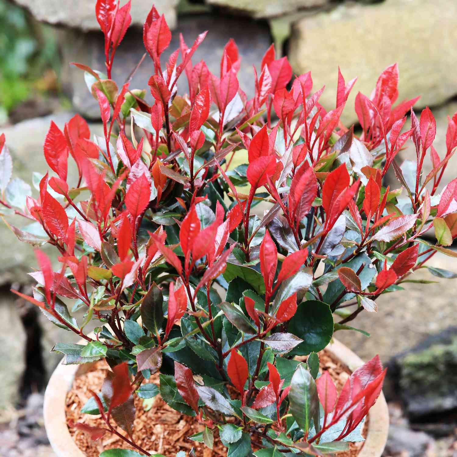 Rote Glanzmispel 'Little Red Robin' C5 40 - 60 cm Liefergröße: 40 - 60 cm Rote Glanzmispel 'Little Red Robin' C5 40 - 60 cm Liefergröße: 40 - 60 cm von Garten Schlüter