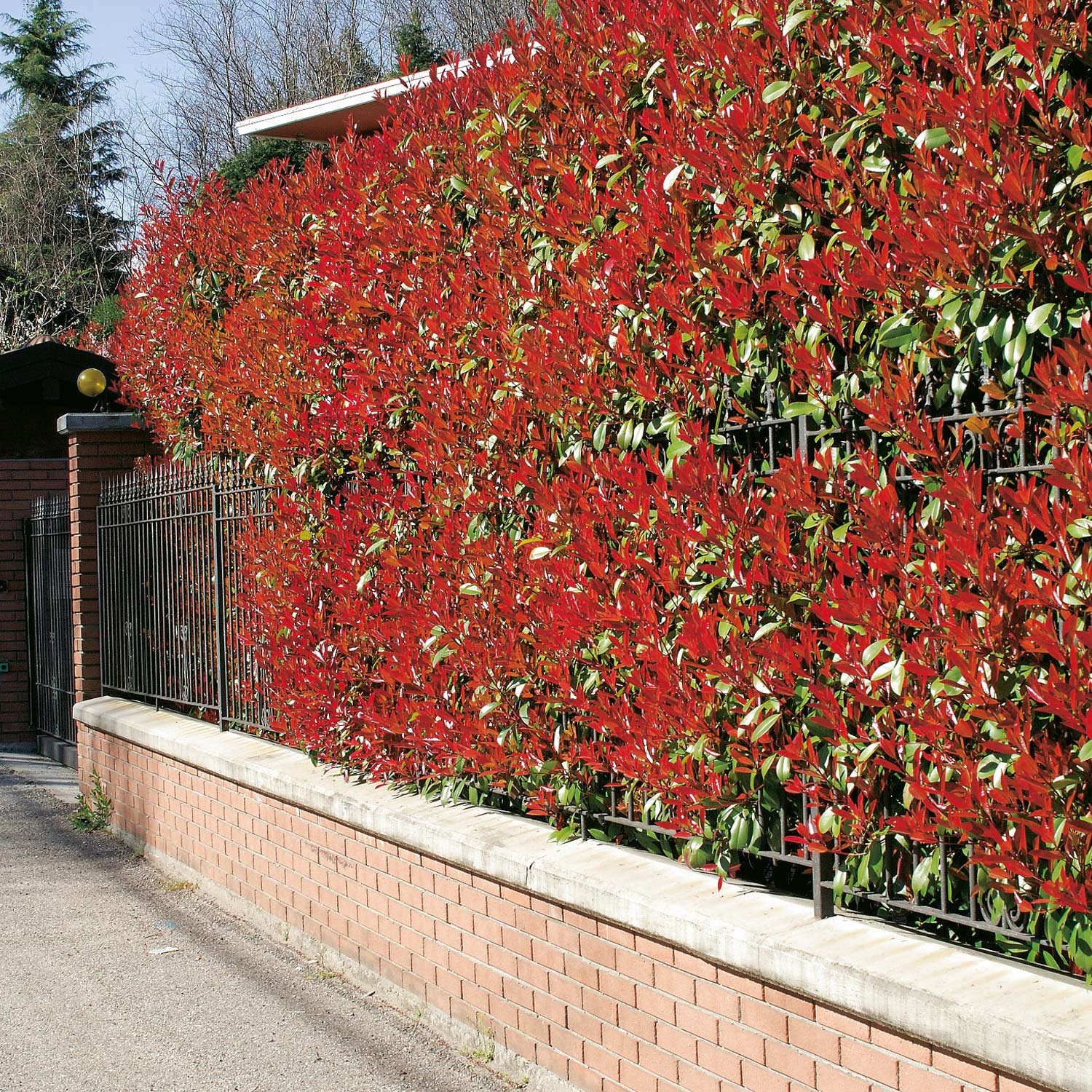Rote Glanzmispel &#039;Red Robin&#039;, 3 - 5 Liter, 40 - 60 cm Liefergröße: 40 - 60 cm von Garten Schlüter