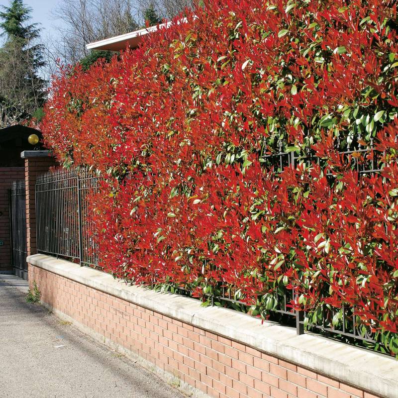 Rote Glanzmispel &#039;Red Robin&#039;, 3 - 5 Liter, 40 - 60 cm Liefergröße: 40 - 60 cm von Garten Schlüter