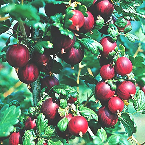 Rote Johannisbeere 'Rolan' von Garten Schlüter