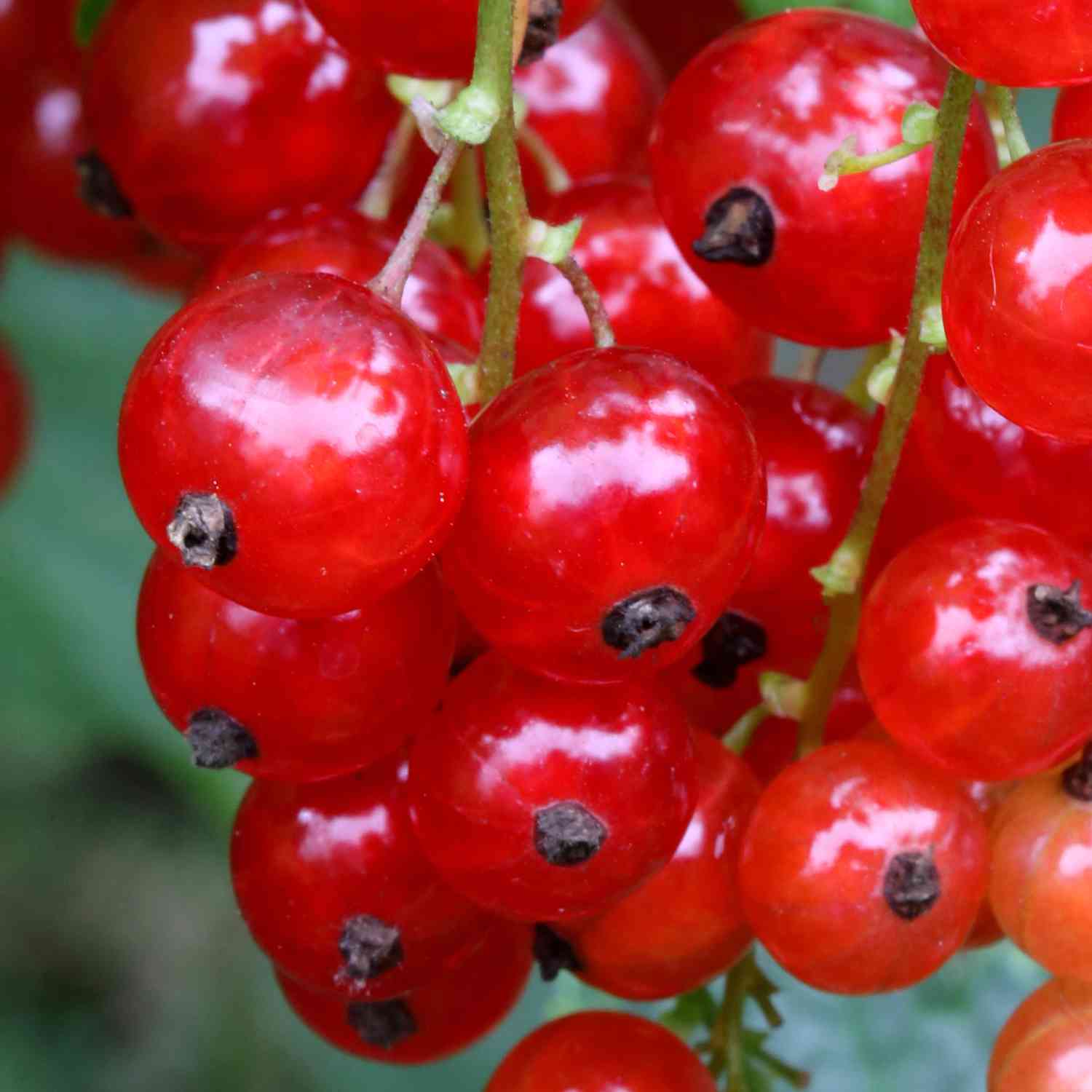 Rote Johannisbeere &#039;Rovada®&#039; Halbstamm im Container, Stammhöhe 40-50 cm Liefergröße: Stammhöhe 40-50 cm von Garten Schlüter