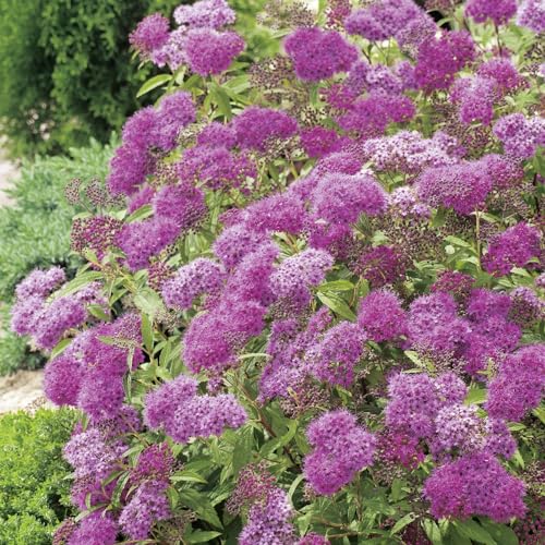 Rote Sommerspiere 'Anthony Waterer' - Spiraea bumalda - kompakter Strauch Rote Sommerspiere 'Anthony Waterer' - Spiraea bumalda - kompakter Strauch von Garten Schlüter