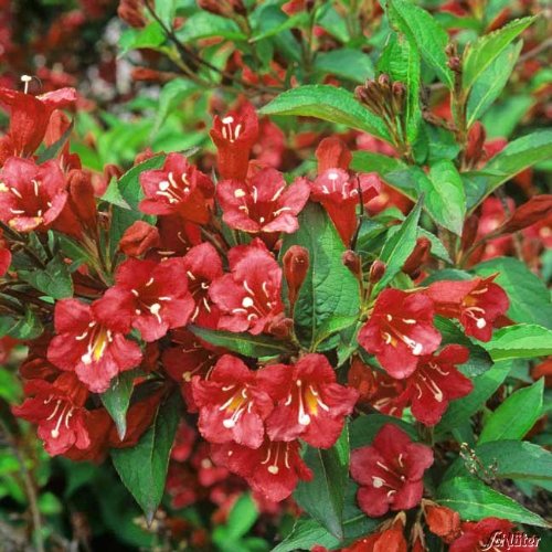 Rote Weigelie Red Prince Weigela winterhart mehrjährig sonnig bis schattig (Liefergröße: 40-60 cm) von Garten Schlüter