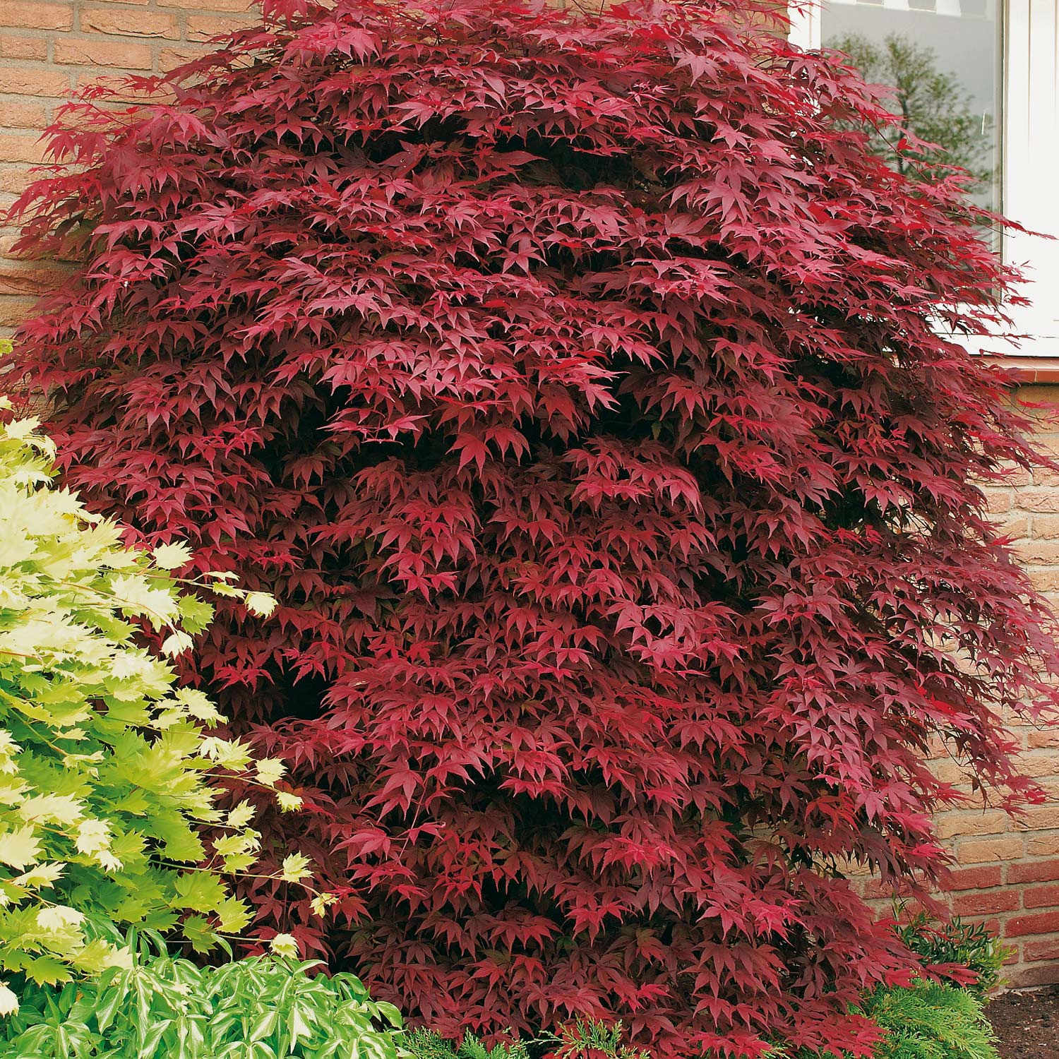 Roter Fächerahorn 'Atropurpureum' 10 Liter Container, 80 - 100 cm Liefergröße: 80 - 100 cm Roter Fächerahorn 'Atropurpureum' 10 Liter Container, 80 - 100 cm Liefergröße: 80 - 100 cm von Garten Schlüter