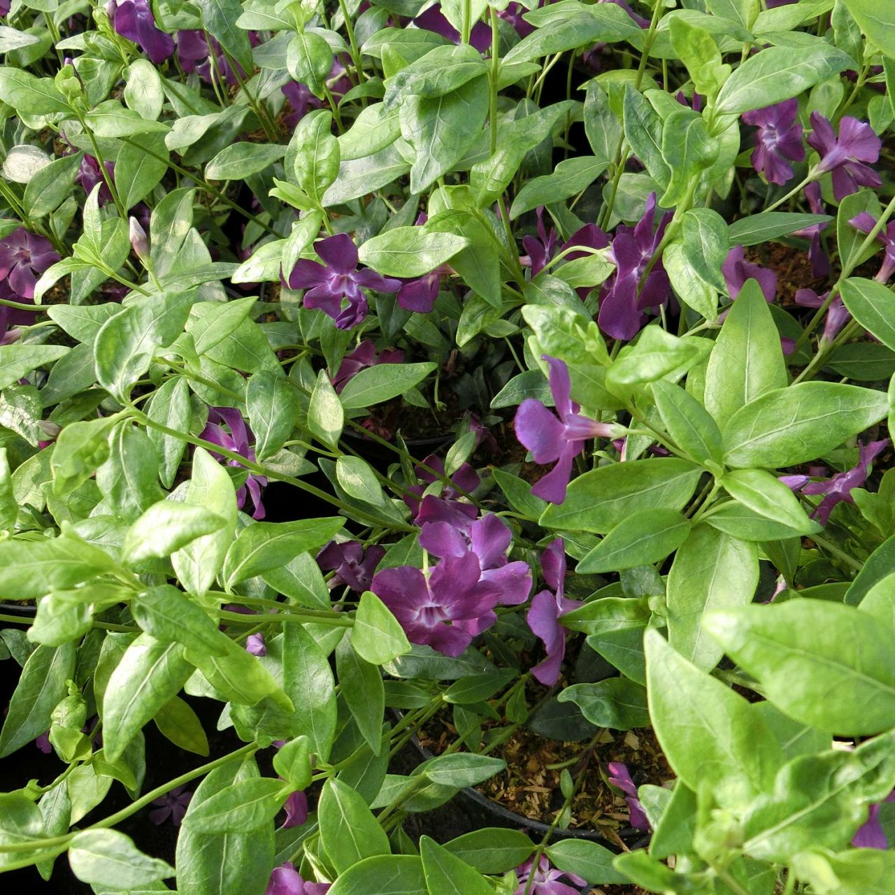 Rotes Immergrün 'Atropurpurea' von Garten Schlüter