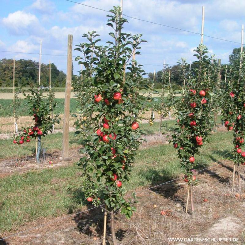 Säulen-Apfel &#039;Coxcolumnar®&#039; Lieferform: Im 6 Liter Topf von Garten Schlüter