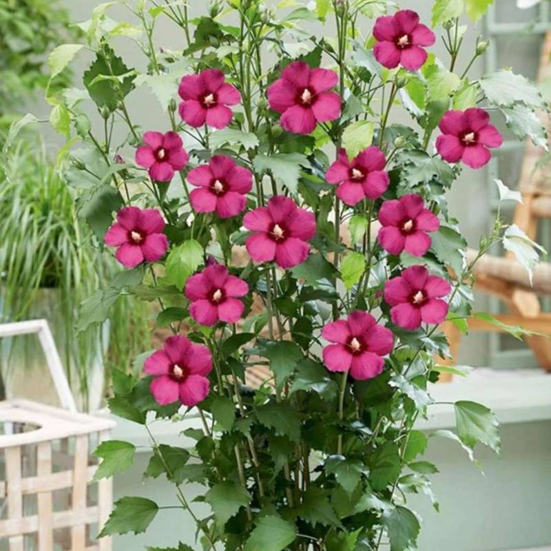 Säulen-Garteneibisch &#039;Flower Tower Ruby®&#039;, 3-5 Liter, 60 - 80 cm Liefergröße: 60 - 80 cm von Garten Schlüter