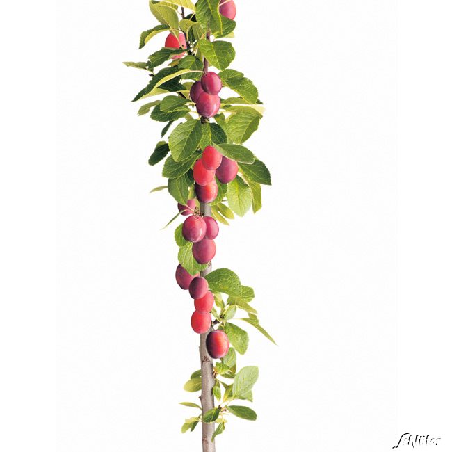 Säulen-Pflaume &#039;Fruca&#039; Liefergröße: 80 - 100 cm von Garten Schlüter