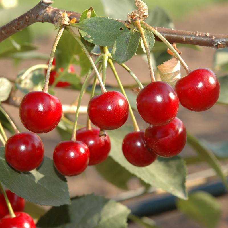 Säulen-Sauerkirsche &#039;Maynard®&#039; Liefergröße: 1j. Busch, 60 - 70 cm von Garten Schlüter