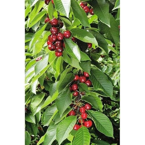 Säulen-Süßkirsche Sylvia Busch im Topf Prunus avium platzsparend winterhart von Garten Schlüter