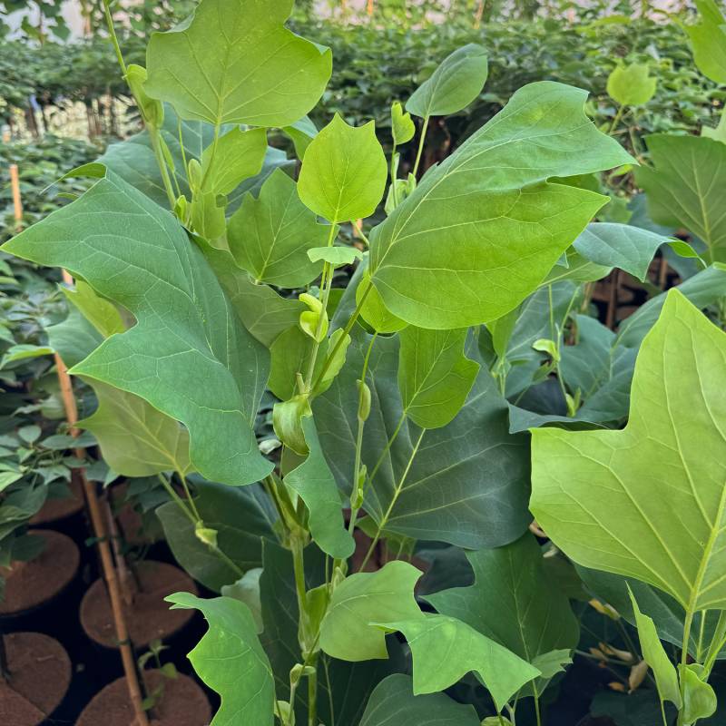 Säulen-Tulpenbaum 'Fastigiatum' Liefergröße: 60 - 80 cm Säulen-Tulpenbaum 'Fastigiatum' Liefergröße: 60 - 80 cm von Garten Schlüter