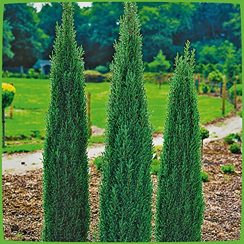 Säulen-Wacholder Sentinel -Juniperus communis Sentinel- Wacholder-Strauch pflegeleicht Säulenform winterhart Pflanze von Garten Schlüter - Pflanzen in Top Qualität von Garten Schlüter