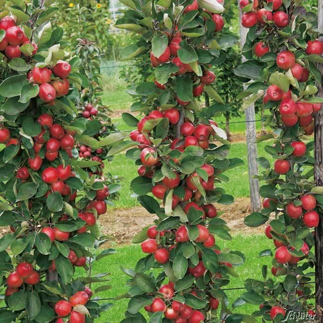 Säulenapfel 'Redcats' von Garten Schlüter