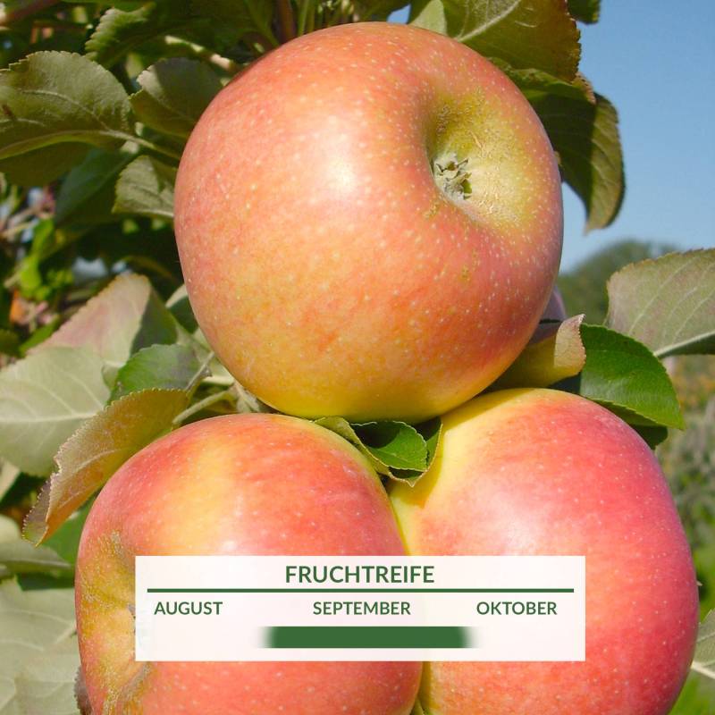 Säulenapfel &#039;Rhapsodie&#039; Liefergröße: 80 - 100 cm von Garten Schlüter