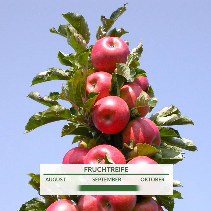 Säulenapfel 'Rondo' Liefergröße: 80 - 100 cm Säulenapfel 'Rondo' Liefergröße: 80 - 100 cm von Garten Schlüter