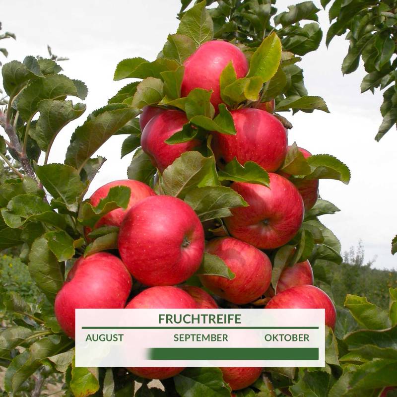 Säulenapfel 'Sonate' Liefergröße: 80 - 100 cm Säulenapfel 'Sonate' Liefergröße: 80 - 100 cm von Garten Schlüter