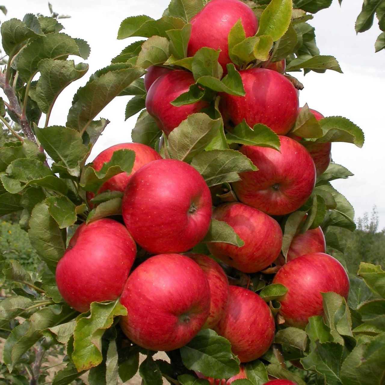 Säulenapfel 'Sonate' von Garten Schlüter