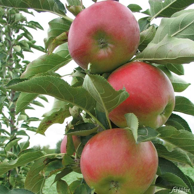 Säulenapfel &#039;Suncats&#039; Liefergröße: 40-60 cm von Garten Schlüter