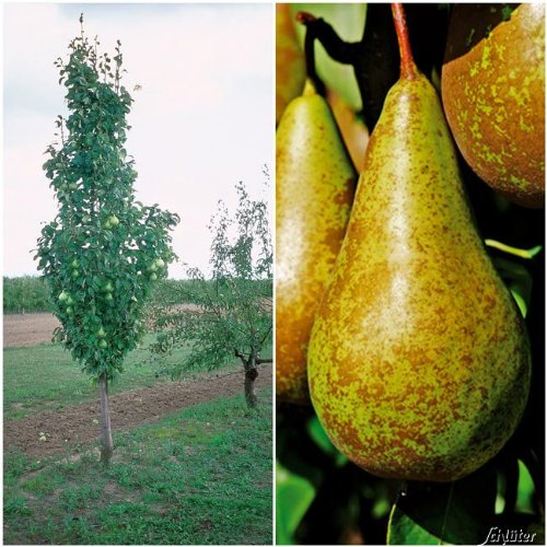 Säulenbirne 'Decora' Pyrus communis von Garten Schlüter