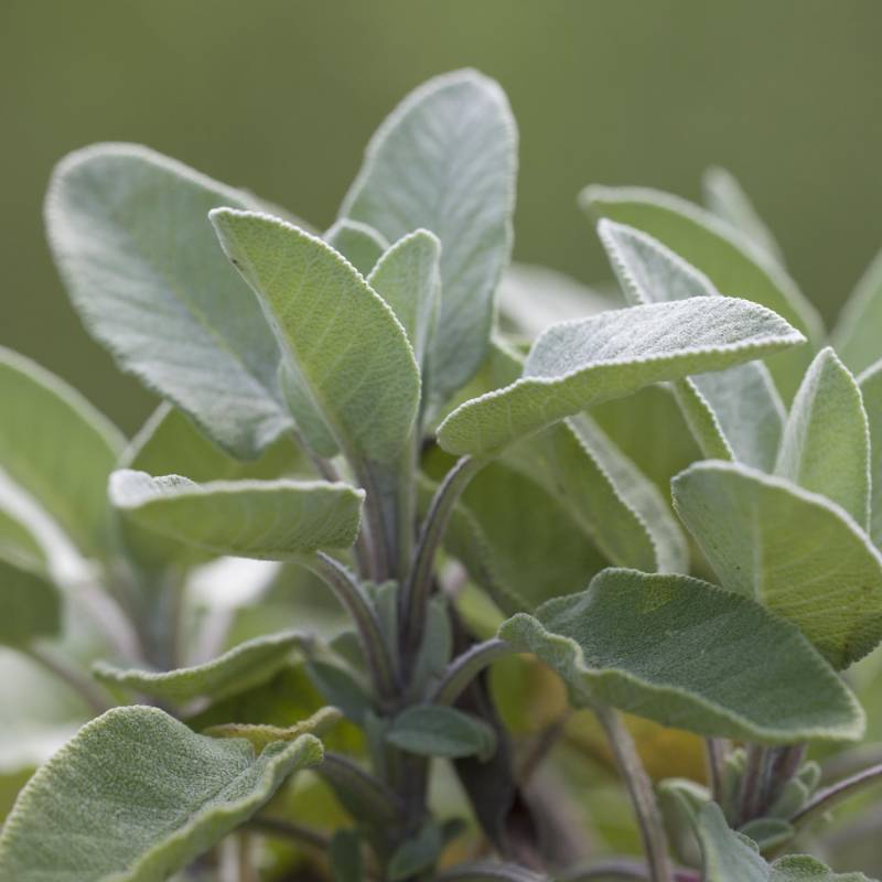 Salbei &#039;Berggarten&#039; Lieferform: Im 0,5 Liter Topf von Garten Schlüter