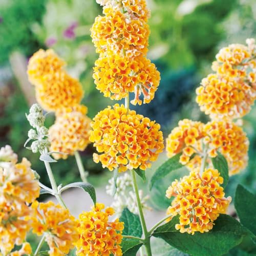 Schmetterlingsflieder/Sommerflieder Sungold - Buddleja weyeriana - Goldgelbe Blüte - Honigduft - pflegeleichter Blühstrauch - insektenfreundlich - winterhart - von Garten Schlüter von Garten Schlüter