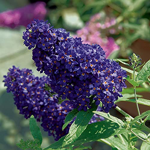 Schmetterlingsflieder BUZZ Midnight - Sommerflieder (Buddleja) Pflanze in blau-lila halbschattig und winterhart - Flieder-Strauch von Garten Schlüter von Garten Schlüter