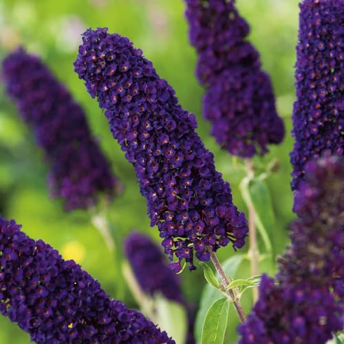 Garten Schlüter - Schmetterlingsflieder Black Knight - Sommerflieder (Buddleja) Pflanze in dunkel-violett, lila halbschattig und winterhart - Flieder-Strauch von Garten Schlüter