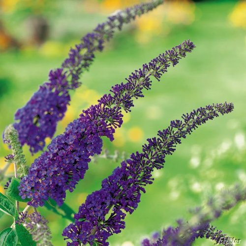 Schmetterlingsflieder Empire Blue - Sommerflieder (Buddleja) Pflanze in blau, lila halbschattig und winterhart - Flieder-Strauch von Garten Schlüter von Garten Schlüter