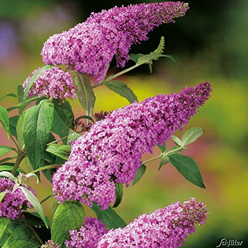 Schmetterlingsflieder Pink Delight - Sommerflieder (Buddleja) Pflanze in knall-pink, halbschattig und winterhart - Flieder-Strauch von Garten Schlüter von Garten Schlüter