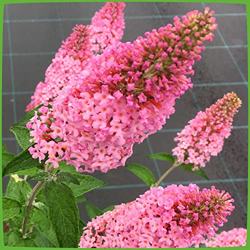 Schmetterlingsflieder Pink Panther - Sommerflieder (Buddleja) Pflanze in leuchtendem Pink, halbschattig und winterhart - Flieder-Strauch von Garten Schlüter von Garten Schlüter