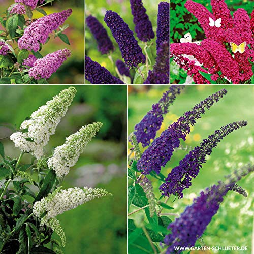 Schmetterlingsflieder Set 5 Pflanzen - Sommerflieder (Buddleja) in weiß, rot, lila, pink, blau-violett, halbschattig und winterhart - Flieder-Sträucher von Garten Schlüter von Garten Schlüter