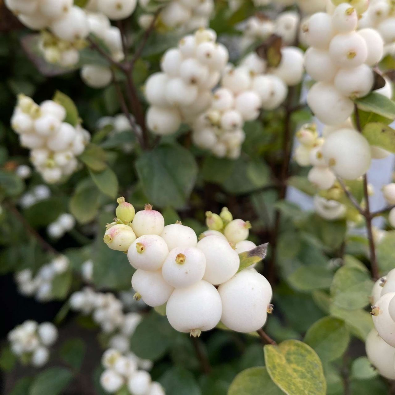 Schneebeere 'Magical Galaxy®' von Garten Schlüter