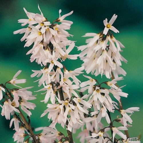 Schneeforsythie - Abeliophyllum distichum - 40-60 cm im 3 Liter Topf von Garten Schlüter