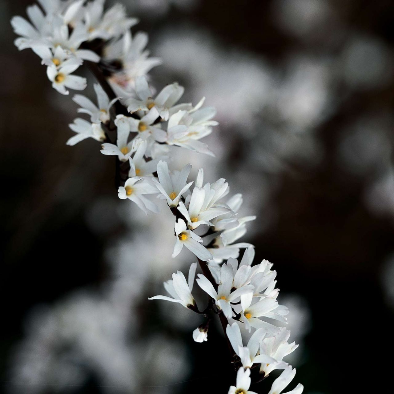 Schneeforsythie von Garten Schlüter