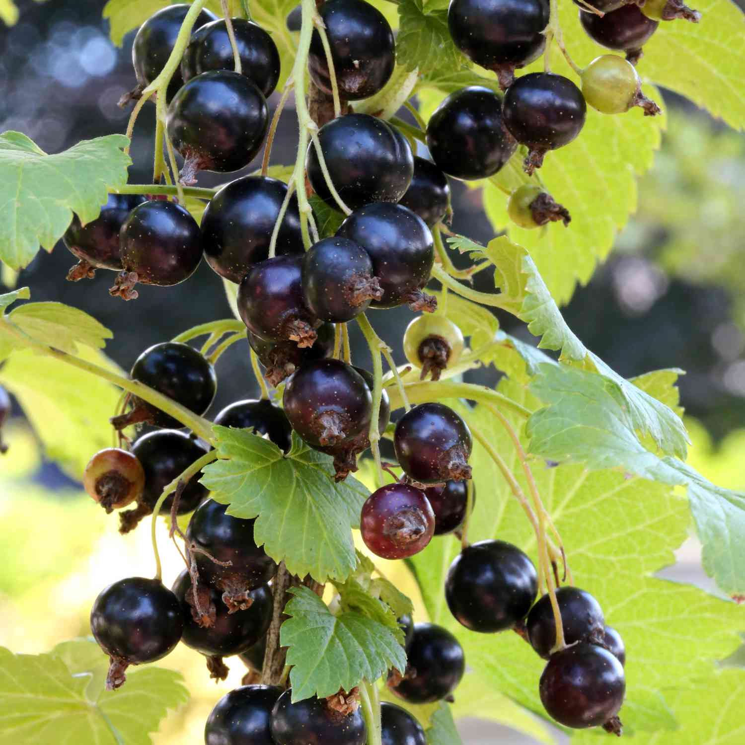 Schwarze Johannisbeere &#039;Ben Sarek&#039; - Hochstamm Liefergröße: Stammhöhe 80 - 90 cm von Garten Schlüter