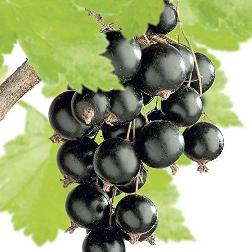 Schwarze Johannisbeere 'Big Ben' Schwarze Johannisbeere 'Big Ben' von Garten Schlüter